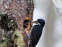 A2Z8181c  Black-backed Woodpecker (Picoides arcticus) - female by nest